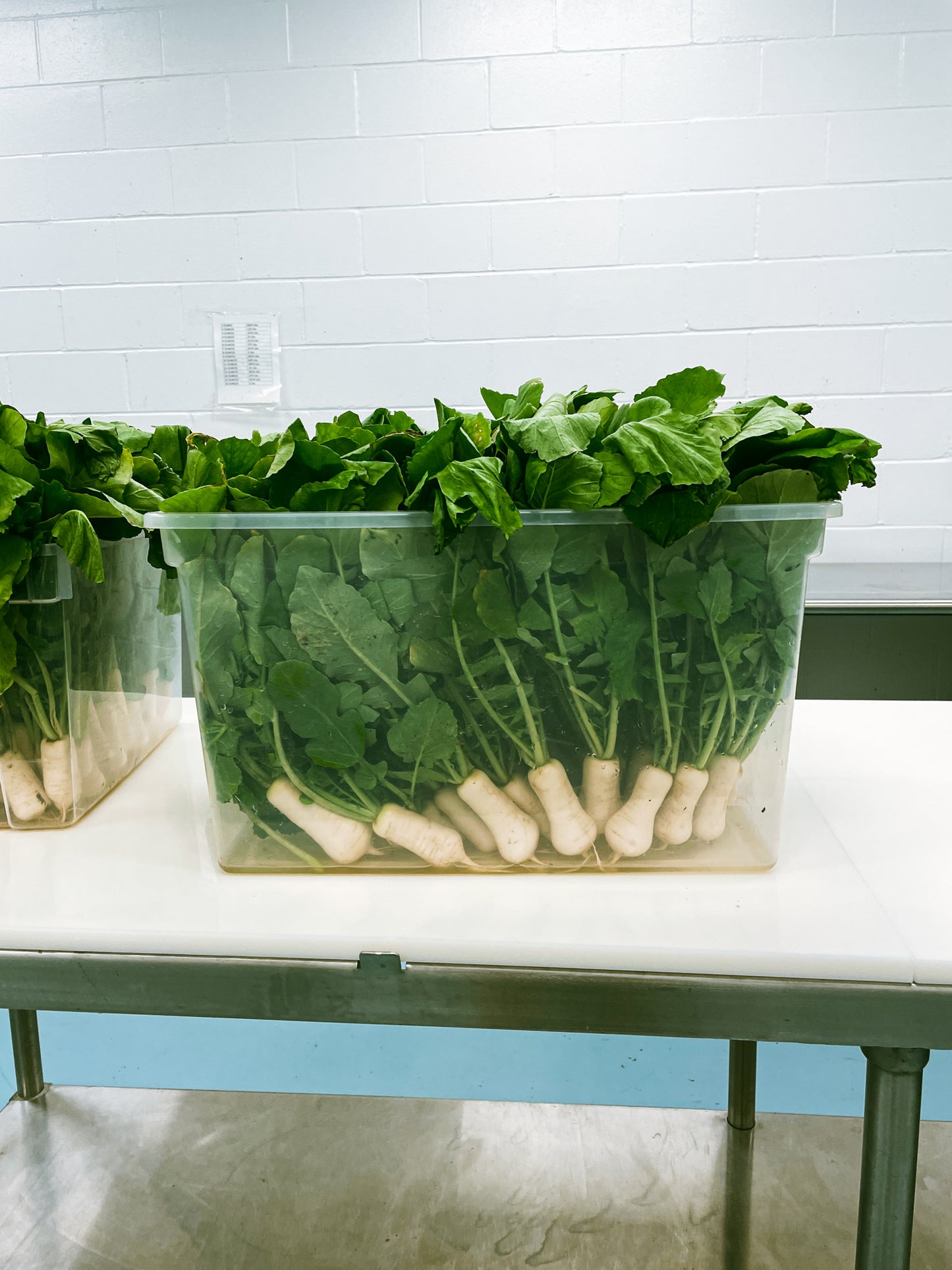 Ponytail Radish Kimchi *LIMITED*