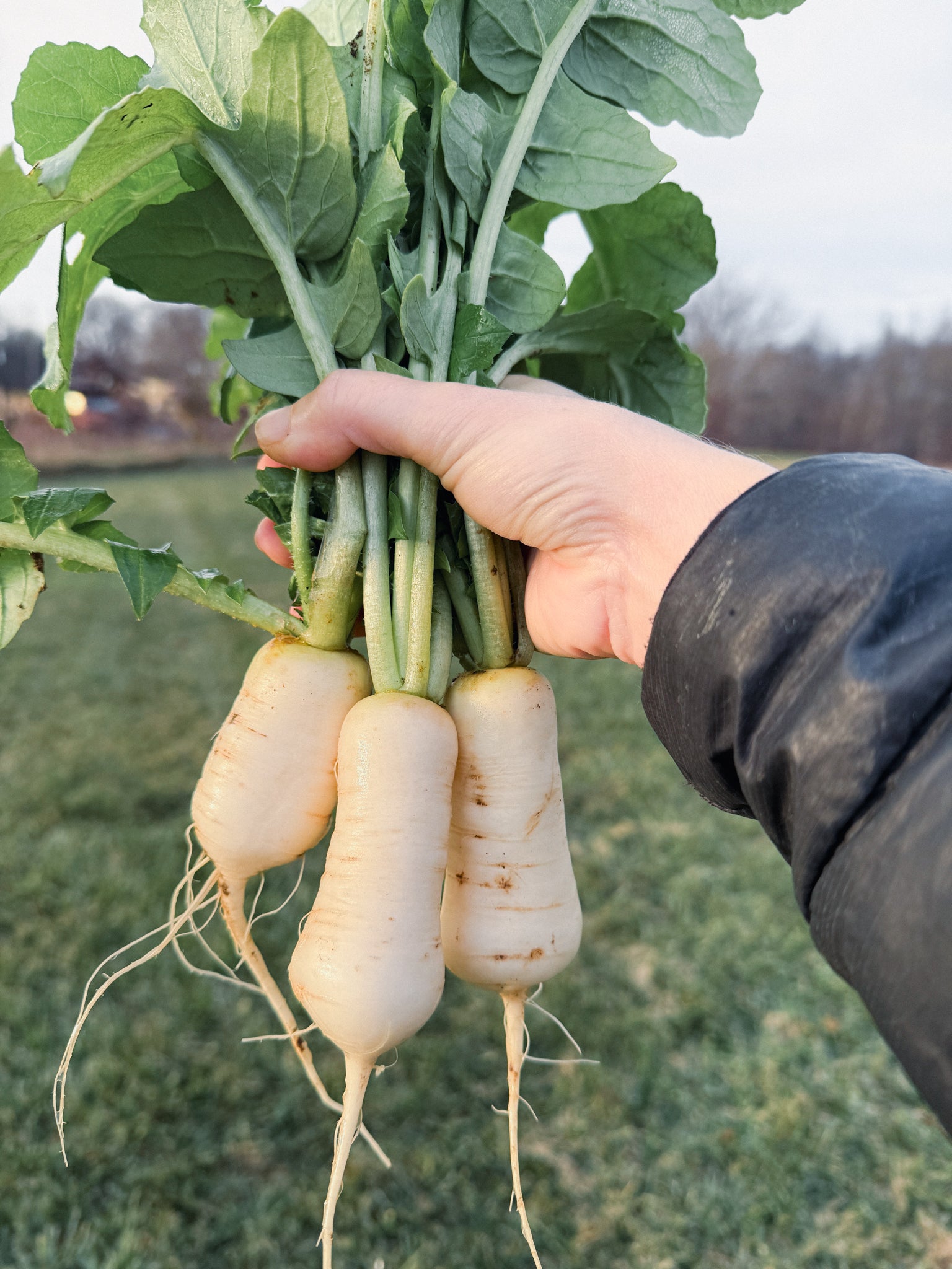Ponytail Radish Kimchi *LIMITED* – Hei Hei